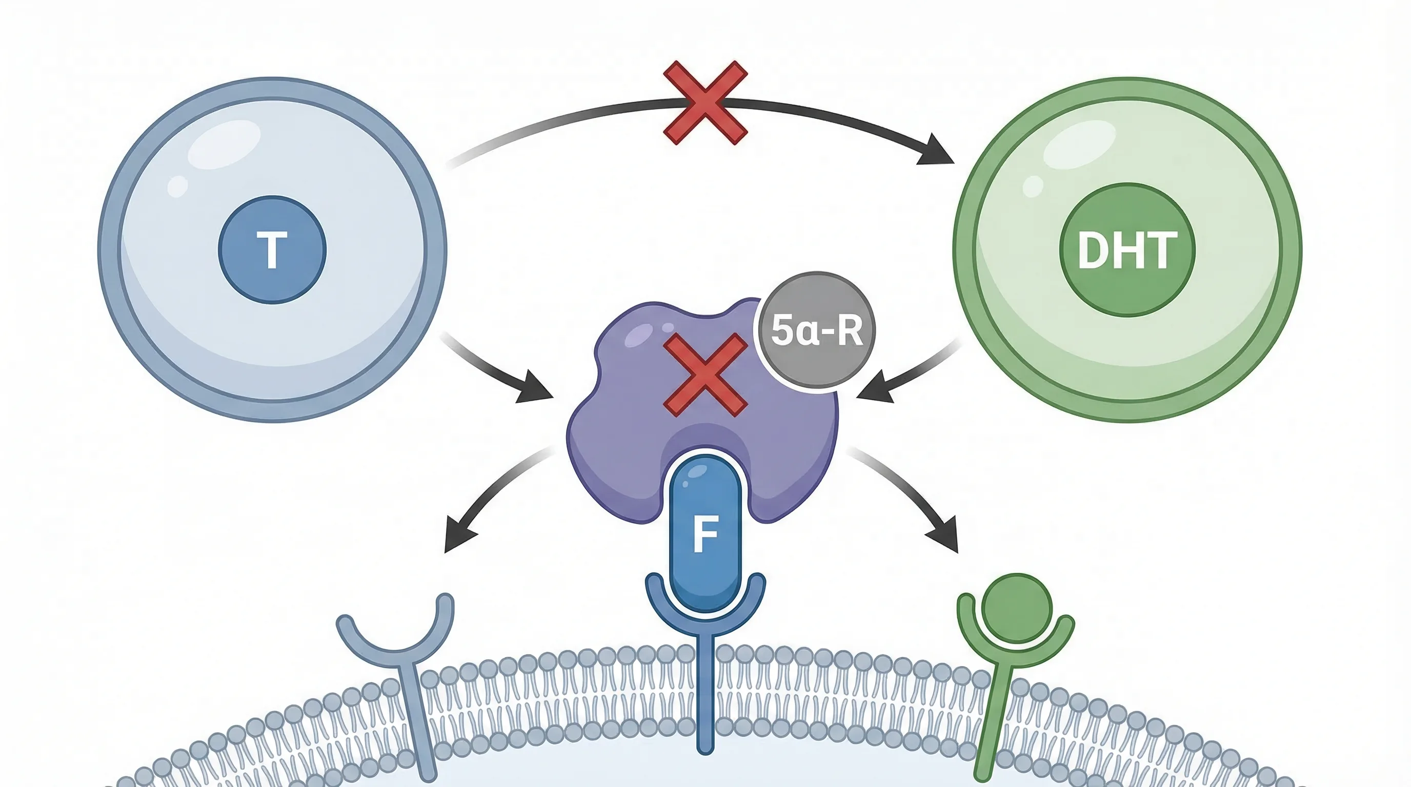 Mécanisme d'action du Finastéride 1mg | Renaissance Clinique Mécanisme d'action du Finastéride : inhibition de la 5-alpha réductase, blocage de la conversion testostérone en DHT, protection des follicules pileux